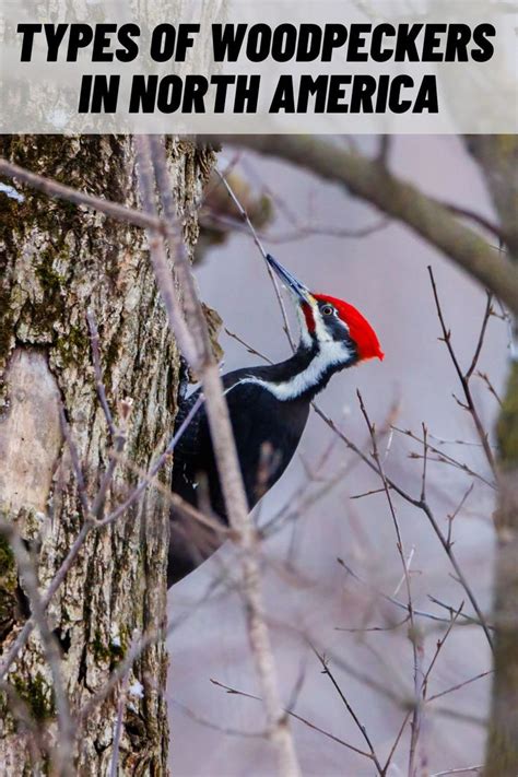 14 Types of Woodpeckers in North America (with Pictures) in 2022