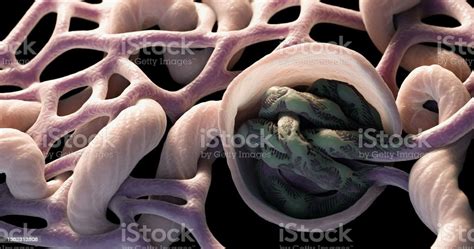 3d Rendering Close Up Kidney Glomerulus Stock Photo Download Image