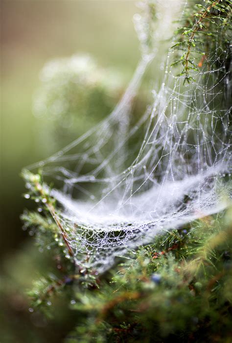 Wet Web Lasse Nielsen Flickr