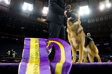 The Scene At The 141st Westminster Kennel Club Dog Show In New York