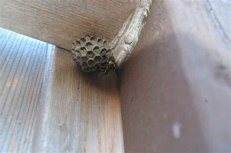 Wasp Nest Wd 40 Hacks Diy Life Hacks