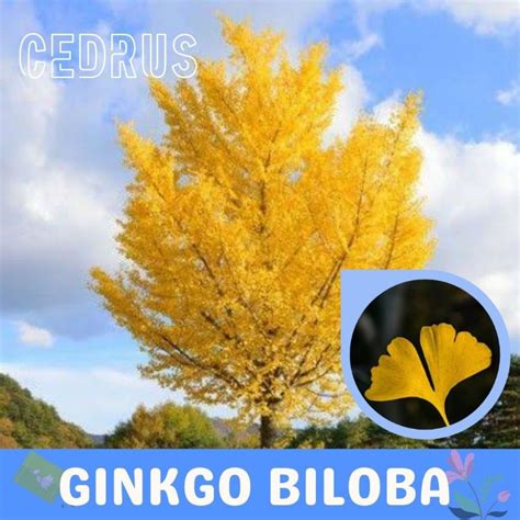 Harga Pohon Ginko Biloba Terbaru Okt 2024 Biggo Indonesia