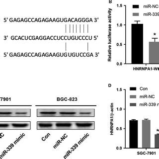 Mir Regulates The Hnrnpa Expression By Targeting Hnrnpa Utr