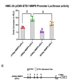 Characterization Of Epithelial And Progenitor Cell Markers In ISGECs By