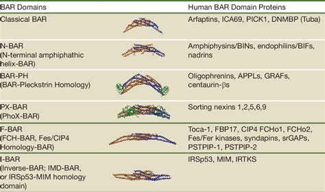 Table 1 From Regulation Of Dynamin Mediated Membrane Fission By The N