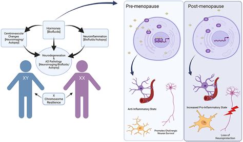 Frontiers Exploring The Role Of Sex Differences In Alzheimers