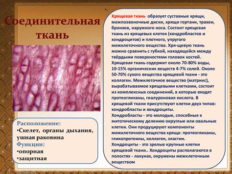 Ткани человека - презентация онлайн