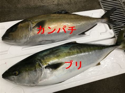 カンパチとハマチとブリの違いは？名前や出世魚か、旬の時期や味、栄養やサイズも 食生活研究所 食ラボ