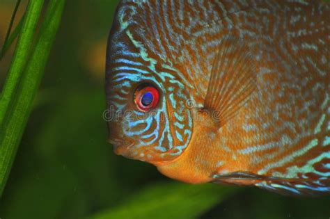 Snake Skin Discus Stock Image Image Of Amazon Discovery