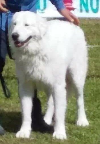 GIOVENCO Allevamento Del Velino Sirente Cani Da Pastore Maremmano