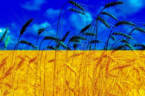 Ukraine Flag Wheat Field Stock Photos Free Royalty Free Stock