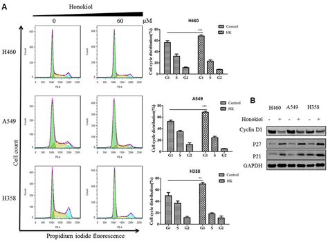 Frontiers Honokiol Induces Apoptosis G1 Arrest And Autophagy In