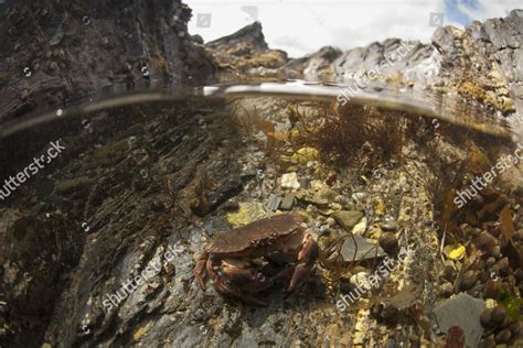 Edible Crab Cancer Pagurus Adult Underwater Editorial Stock Photo