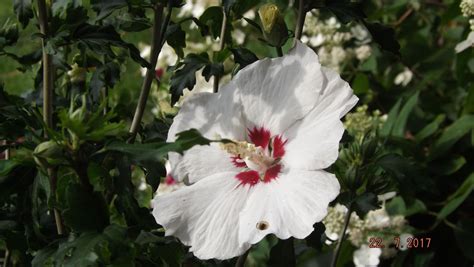 Garteneibisch Red Heart Hibiscus Syriacus Red Heart Baumschule