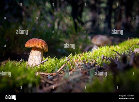 Brown Cap Porcini Mushroom Grow In Wood Royal Cep Mushrooms Food