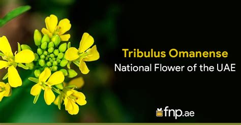 Uae National Flower Wikipedia | Best Flower Site