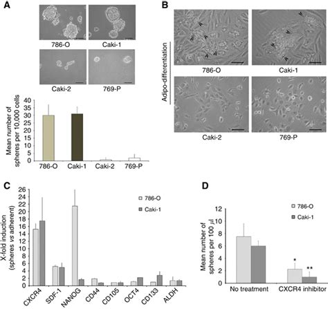 Characterisation Of 786 O Caki 1 Caki 2 And 769 P Cell Lines Grown