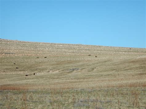 Buffalo Hanging Out On The Slopes Not Far From The Trailhead Keep Your