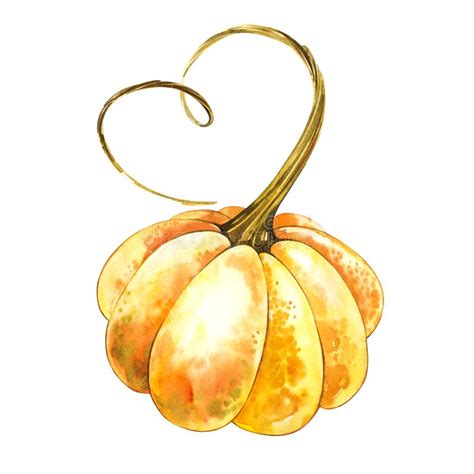 Pumpkin Hand Drawn Watercolor Painting On White Background Watercolor