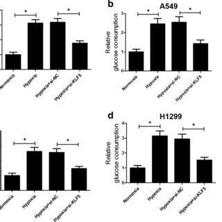 Klf Knockdown Inhibited Hypoxia Induced Hif Expression And