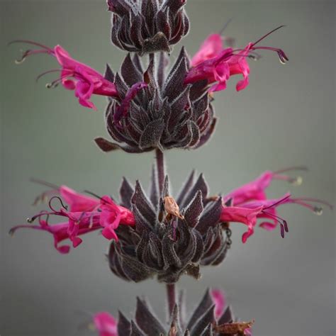 How To Grow And Care For California Hummingbird Sage