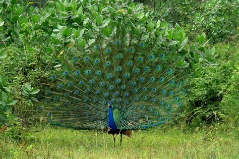 Shade Coffee And The Dancing Indian Peacock Ecofriendly Coffee