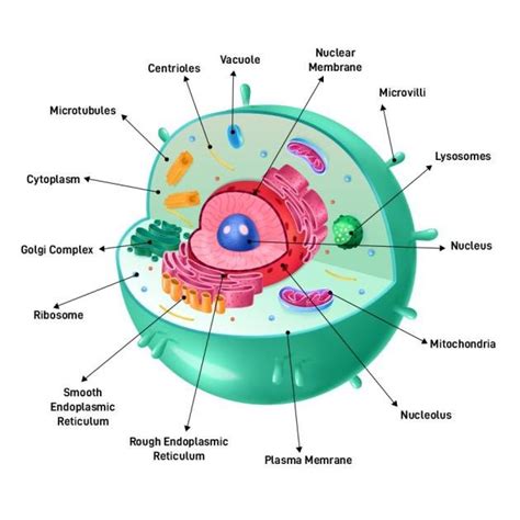 Mcq On Ribosomes Class For Neet Biologysir