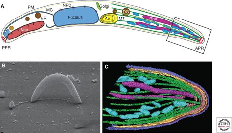 Plasmodium Sporozoite Biology