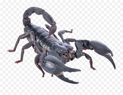 Poisonous Scorpion Png Photo Scorpions Scorpion Png Free