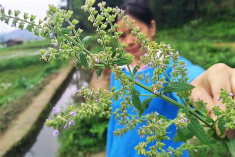 味道似薄荷的一种野草，常被农民当杂草，做成精油卖到100元一瓶