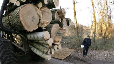 Natuurmonumenten Gaat Minder Bomen Kappen