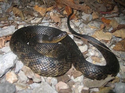 Mississippi Green Watersnake Nerodia Cyclopion Psychotic Nature