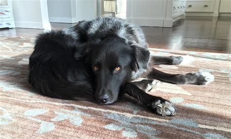 Border Collie Flat Coated Retriever Mix Puppy