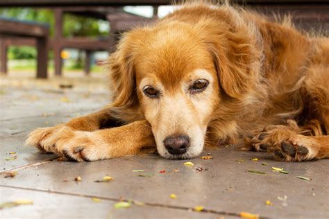 Heeft Mijn Hond Een Wrat Of Een Tumor Just Russel