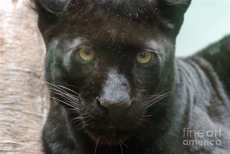 Large Black Panther Staring Down Its Prey Photograph By Dejavu Designs