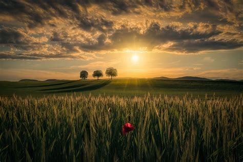 Field Hd Sunrise Wallpaper Hd Nature K Wallpapers Images And