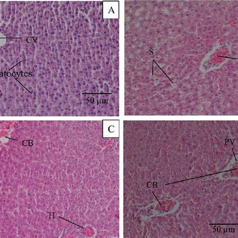 Micrograph Of The Liver Section Of Male Rats Stained With H E 200