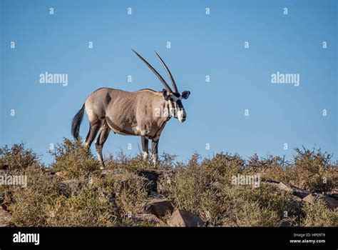 An Adult Gemsbok Antelope In Southern African Savanna Stock Photo Alamy