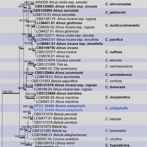 Phylogram of Cryptosporella based on combined ITS tef1 α and β tub