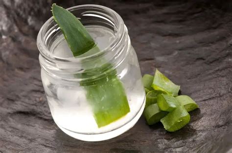 C Mo Hacer Jugo De Aloe Vera Para Tratamientos Medicinales