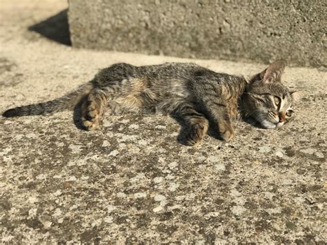Premium Photo High Angle View Of A Cat