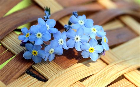 Forget Me Not Flower Wallpapers Images Photos Pictures Backgrounds