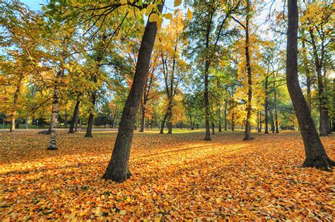 Fondos de Pantalla Otoño Parque Follaje árboles Naturaleza descargar