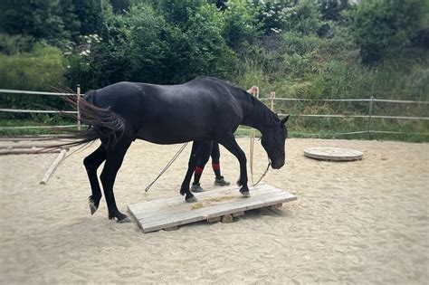 Le Mountain Trail pour un cheval en équilibre Horse Balance Shiatsu