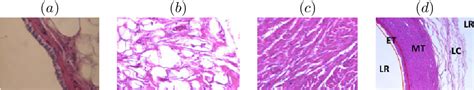 PDF Automatic Classification Of Histological Images And Histological