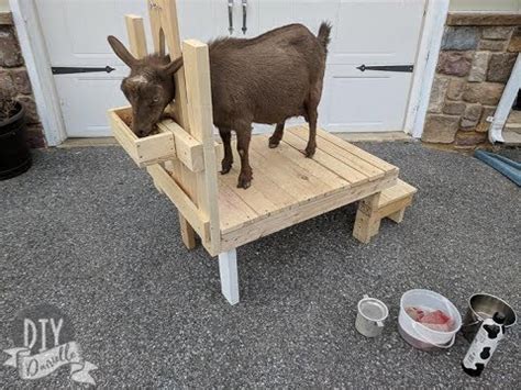 DIY Goat Milking Stand Easy Build For Comfortable Milking YouTube