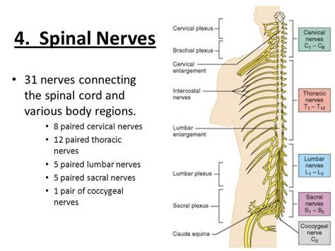 How Are Spinal Nerves Named