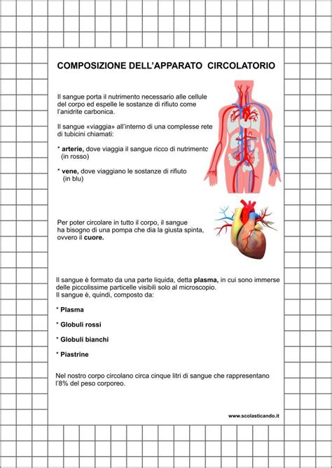 Classe Quinta Scienze Composizione Dell Apparato Circolatorio Schede Da