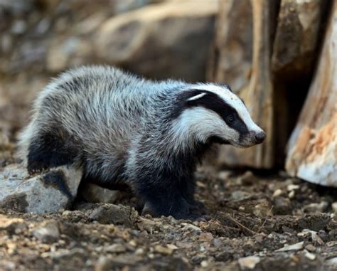 Badger Stock Photos, Royalty Free Badger Images | Depositphotos