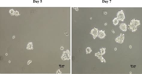 Spheroid Formation Of MDA MB 231 In Serum Free Media At A Day 5 And